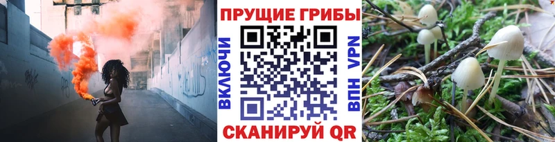 магазин продажи наркотиков  Котовск  Псилоцибиновые грибы Cubensis 